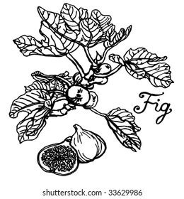 15,180 Black and white fig Images, Stock Photos.